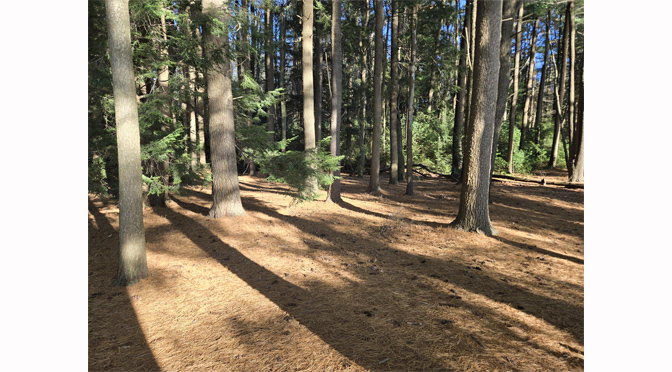 Solace of the Valley | By: Joe Scrizzi