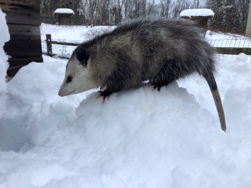 A possum standing on a snowball
AI-generated content may be incorrect.