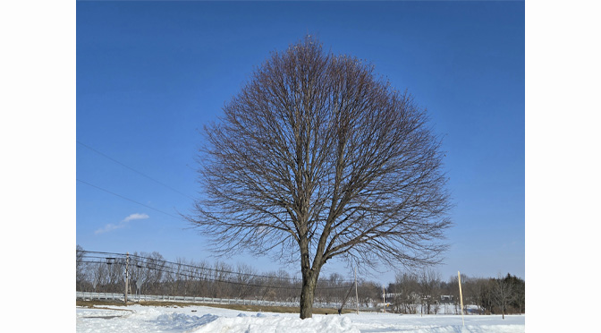 Solace of the Valley | By: Joe Scrizzi