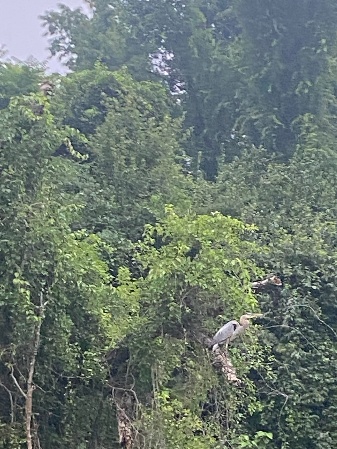 A large green tree with a perched bird among the branches.
AI-generated content may be incorrect.