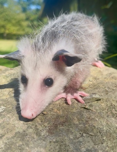 A small, curious opossum with a distinctive facial marking peers curiously at the camera.
AI-generated content may be incorrect.