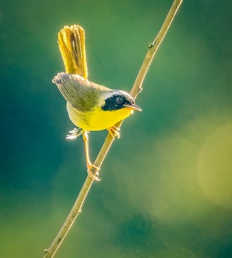 A small yellow bird with a black head is perched on a branch, backlit against a soft, green background.
AI-generated content may be incorrect.