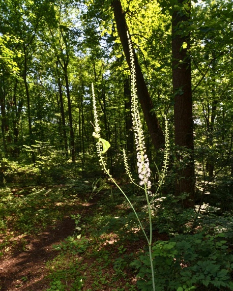 A tall, slender blackberry bush stands tall amidst a lush, green forest.
AI-generated content may be incorrect.
