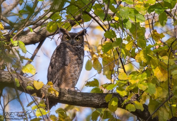 The image depicts a perched great horned owl, its large, yellow eyes contrasting with its dark plumage, nestled among the vibrant, greenish-yellow leaves of a tree.
AI-generated content may be incorrect.