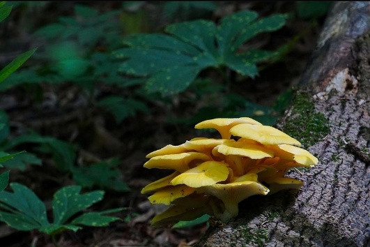 The image shows a lone, bright yellow mushroom nestled among the green, leafy undergrowth of a forest floor.
AI-generated content may be incorrect.
