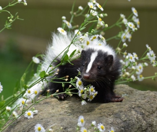 A black and white raccoon is delicately perched atop a rock, surrounded by a bloom of white flowers.

AI-generated content may be incorrect.