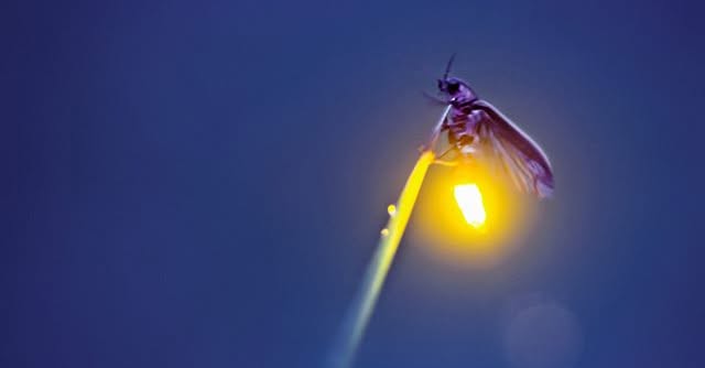 A lone, glowing firefly rests on a dark, blue background.

AI-generated content may be incorrect.