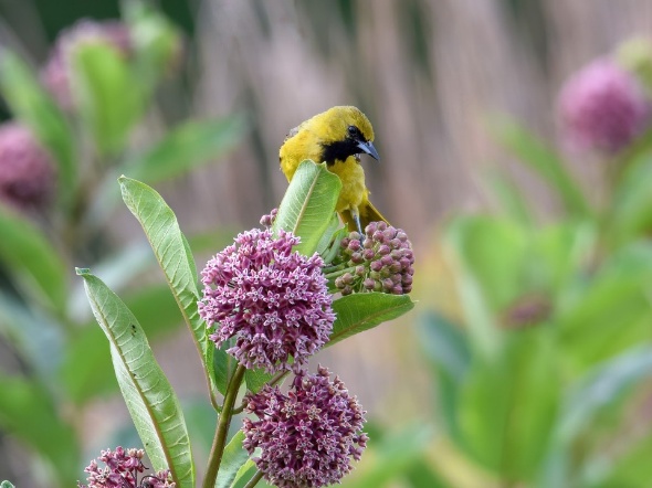 A small yellow bird perched on a purple, ball-like flower amidst green foliage.

AI-generated content may be incorrect.
