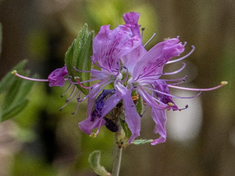 The image shows a delicate purple-pink flower with a small bee hovering near it, blending into a soft, green background.

AI-generated content may be incorrect.