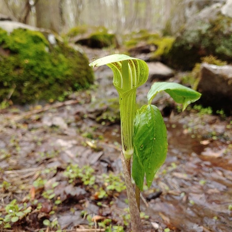 The image shows a small, green plant with a stem and leaves emerging from a patch of moss and dirt in a shady, forested area.

AI-generated content may be incorrect.